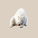 fyeahbadrperpolarbear.tumblr.com