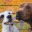 muttnutt.wordpress.com