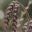 dinkelmehl.info