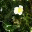 autumnrosecottage.wordpress.com