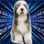 thedigitalsheepdog.ca