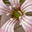 blumenschipfe.ch