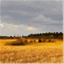 whelnetham.com