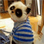 pandakitten.com
