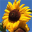 writingsharp.com