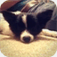 ringothespitz.com