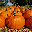 krollsfarm.com