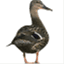 jansduckpondblog.wordpress.com