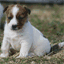 sarnedjackrussells.com