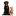 springpets.com