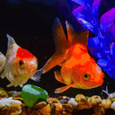 goldfish300.tumblr.com