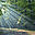 hdforestry.com