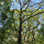 treehab.bandcamp.com