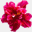 mylfleurs.com
