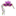 thedandeelion.com
