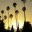 palmdreams.wordpress.com