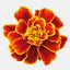 marigolds.ca