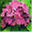 hydrangeashydrangeas.com