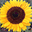 genisepark.com