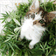 catsandweed.com