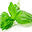 basilinfusion.com