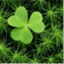clover1501.wordpress.com