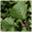 native-scottish-trees.org.uk