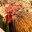 lilohenner.wordpress.com