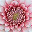 gonchen.net
