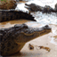 cd-reptiles.over-blog.com