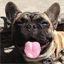 mogwaithedog.com