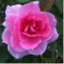 tamararoyal.com