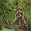 critrgitters.com