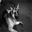 germanshepherddogs.info