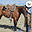 wyosaddlesandtrees.com