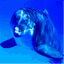 nick-delphintherapie.de