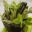 masterherbalist.org
