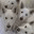 stringofdogs.wordpress.com