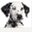 wallingfordfire.spotteddogtech.com