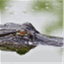 swampdruid.wordpress.com