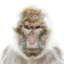 simian.audio