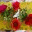 oneminuteaday.wordpress.com