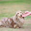 zeuskennel.hatenadiary.com