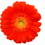 4everbloom.com