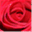 rosieward.co.uk