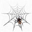webspiderbd.com