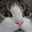 katscho.com