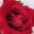 memhydroponicgarden.wordpress.com