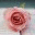 basiarose.wordpress.com