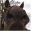fuzzynose.wordpress.com